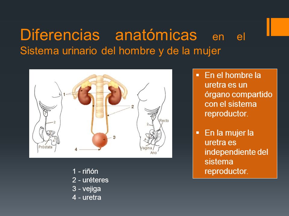 La peca en simferopole
